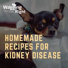 Homemade Dog Food for Kidney Disease Recipe Do it Yourself Pashudhan praharee