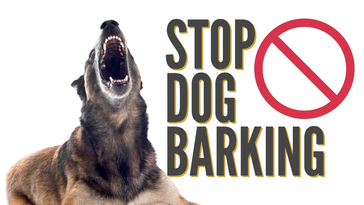 How to get your store puppy to stop barking