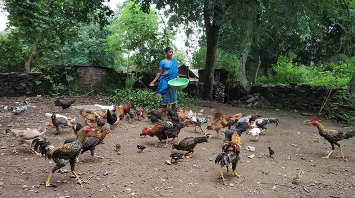 INDIGENOUS CHICKEN OR COUNTRY BIRDS OR DESHI MURGI FARMING TRAINING MANUAL 