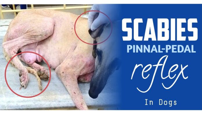 Importance of pinnal-pedal reflex in the diagnosis of canine scabies