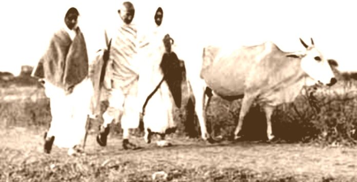Improvement of Indigenous Cattle: Gandhian Perspectives