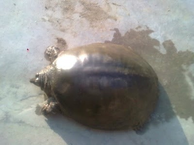 Indian Flap shell turtle Indian Flap shell turtle