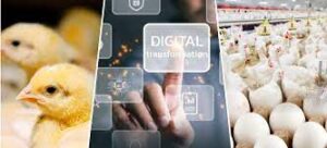 Innovative Technology and Practises Transforming India's Poultry Farming Sector