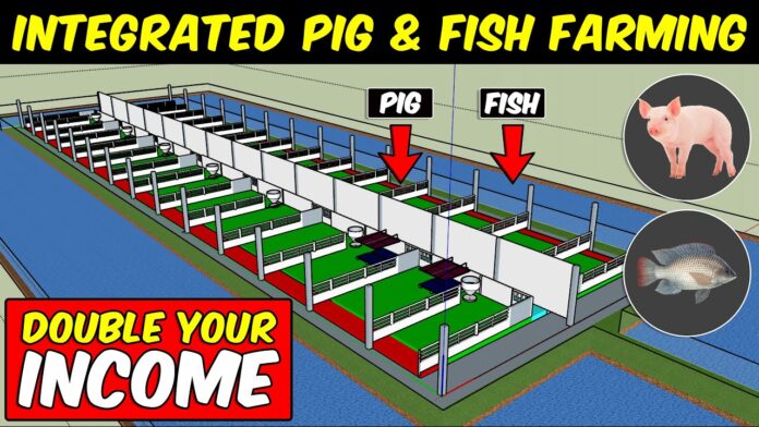 Integrated Pig Cum Fish farming System in India