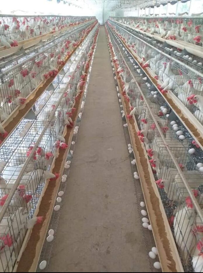 LATEST TECHNOLOGY TRANSFORMING INDIAN POULTRY SECTOR