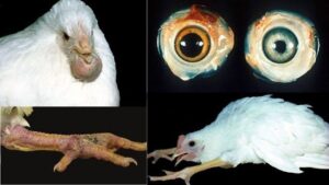 Marek’s Disease in Chickens 