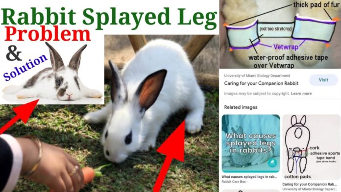 Rabbit splayed leg problems : Diagnosis & Preventive care Management