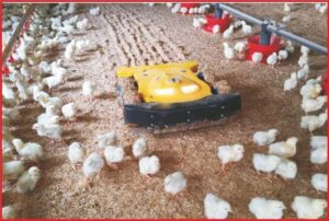 Robots in poultry production