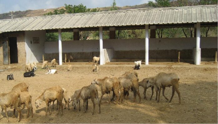 SHEEP HUSBANDRY PRACTICES IN INDIA