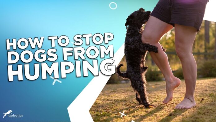 Stop Dogs From Humping