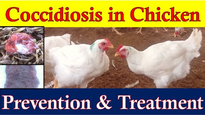 TREATMENT & PREVENTION OF COCCIDIOSIS IN POULTRY