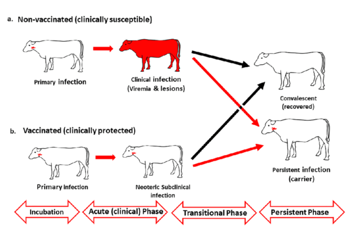 effective control of Foot-and-Mouth disease in field outbreaks