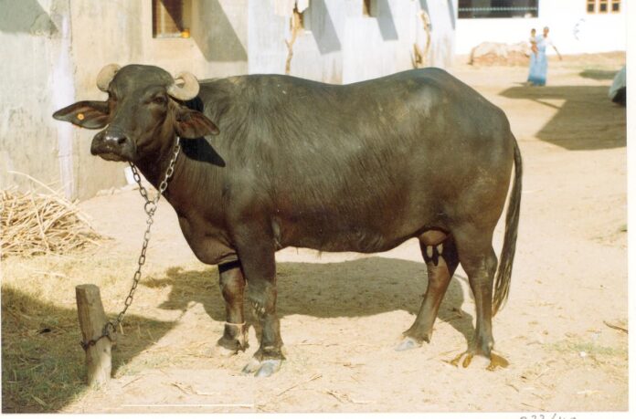 Anoestrus in Indigenous Cattle and Buffalo