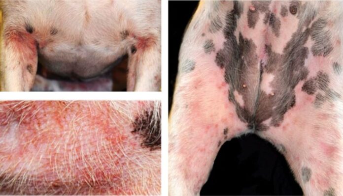 Canine Atopic Dermatitis