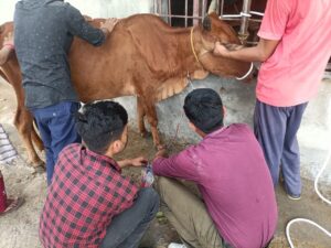 Collection from donar Cow