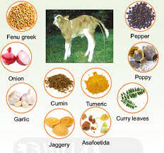 Bridging Traditional Wisdom with Modern Veterinary Science: Exploring 