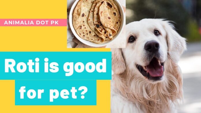 HOW CHAPATI OR ROTI IS SLOWLY KILLING YOUR PET DOG