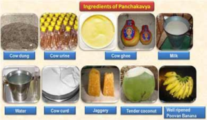 How to prepare Panchagavya?