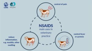 NSAIDs use in veterinary practice
