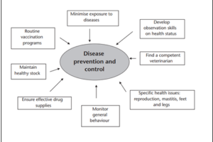 Organic Dairy standards for Disease Prevention and Control