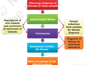Reporting mechanism in case of epidemics in farm animals