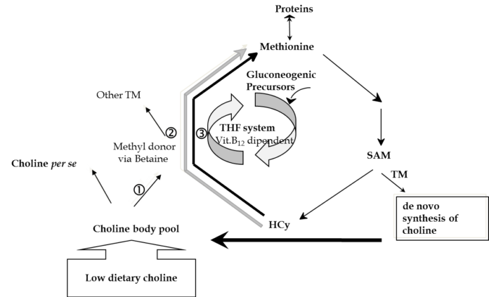 Rumen Protected Choline-A Vitamin: Saviour for Pregnant Cows