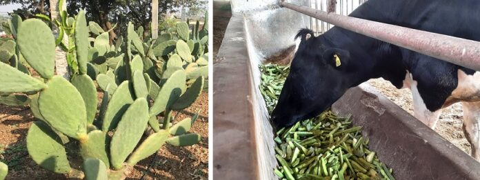 Spineless Cactus as Non Conventional Fodder Crop for Arid and Semi-Arid Regions