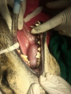 Sublingual mucocele (Black arrow) in a dog