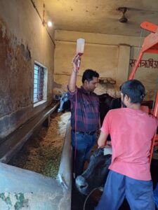 Transfusion to Recipient Cow