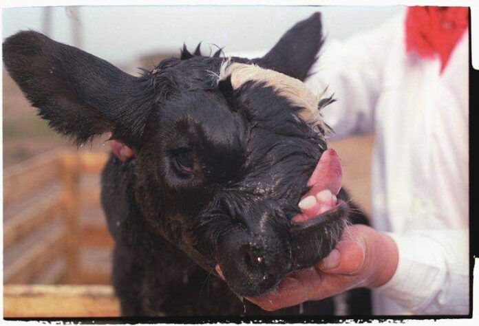congenital defects in cattle congenital defects in cattle