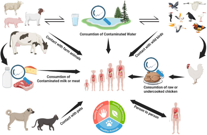 Bacterial Zoonotic Diseases of Poultry