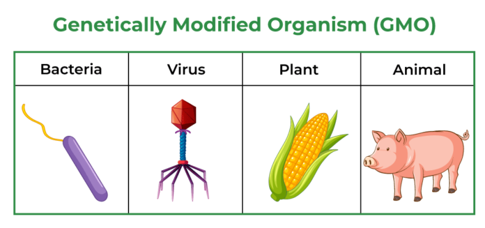 Genetically Modified Organisms (GMOs)