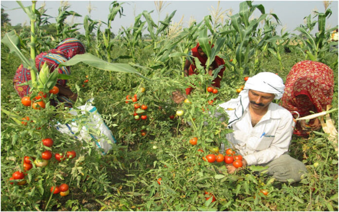 ORGANIC FARMING IN VEGETABLES IN INDIA