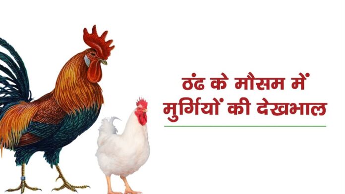 ठंड के मौसम में मुर्गियों की देखभाल