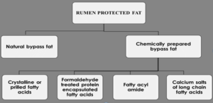 BYPASS FAT – IN DAIRY ANIMALS DIET