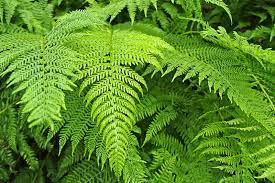 Bracken fern