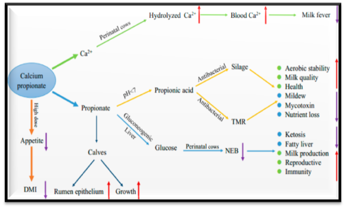 Calcium Propionate in Dairy Cows