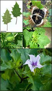 Datura stramonium