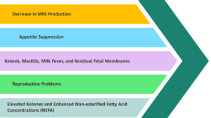 Fatty Liver in Dairy Cows