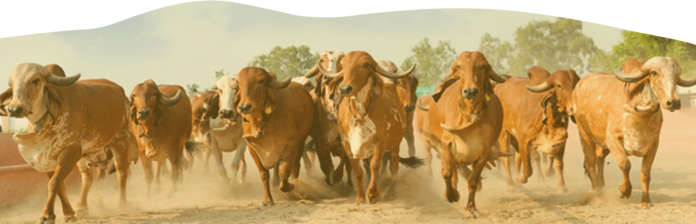 LIVESTOCK ENTREPRNEUR SCHEMES UNDER NATIONAL LIVESTOCK MISSION GOVT. OF INDIA