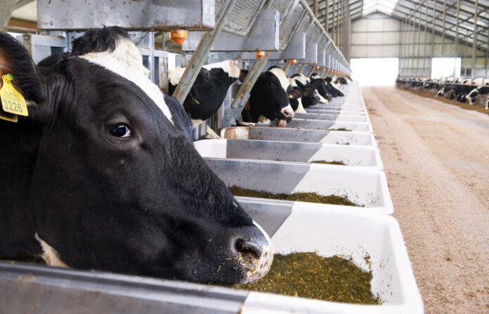 Feeding Management to Improve Reproductive Performance in Bovines i