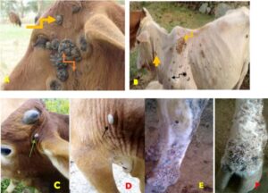 Gross characterization of bovine papillomatosis