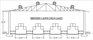 Housing Chicks – cage system 