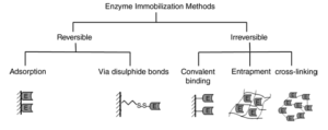 Immobilized enzyme in dairy products