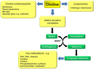 Importance of Choline