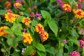 Lantana camara