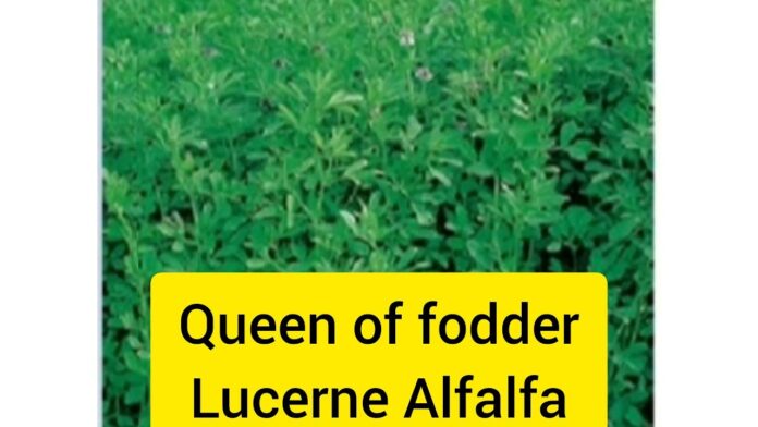 Lucerne : The  ‘Queen of forage crops’
