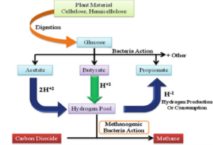 Mechanism of enteric CH4 production during digestion in the rumen