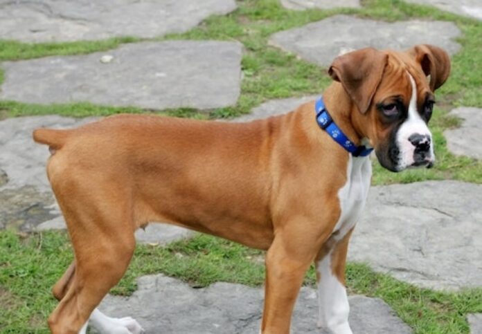 Non-therapeutic tail docking