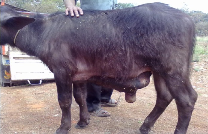 Obstructive Urolithiasis in Male Buffalo Calves
